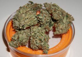 From Growers to Smokers Snow Cap Weed Remains a Favorite