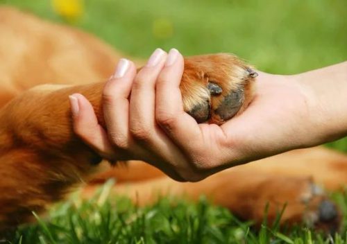 The Art of Creating Cozy Fleece Dog Sweaters